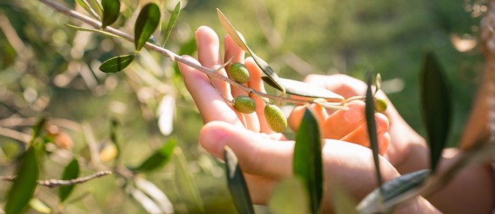 Değişen İklim Zeytin Ağaçlarını Nasıl Etkileyecek?